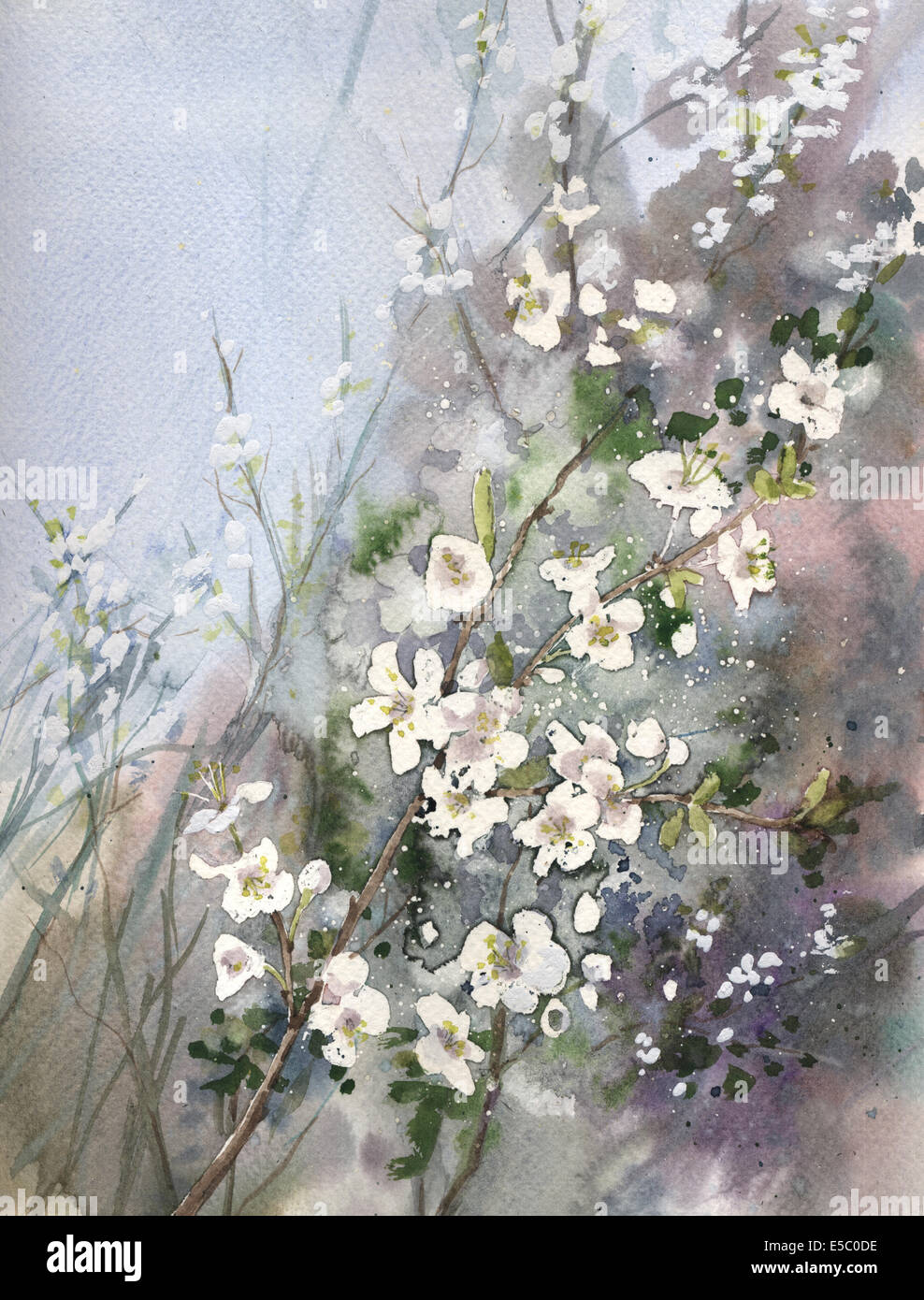 Painting of flowering blackthorn Stock Photo