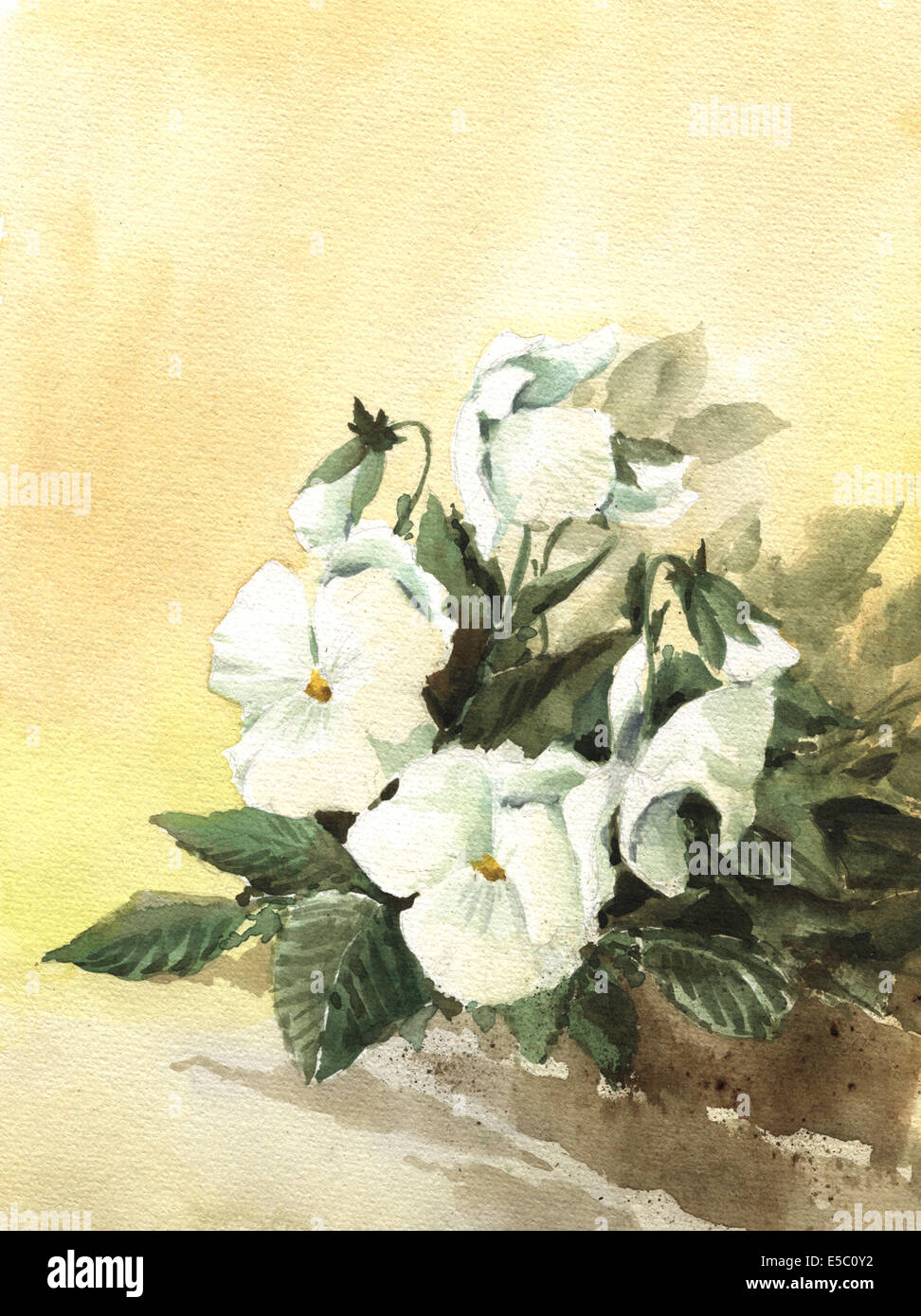 Painting of beautiful white pansy Stock Photo