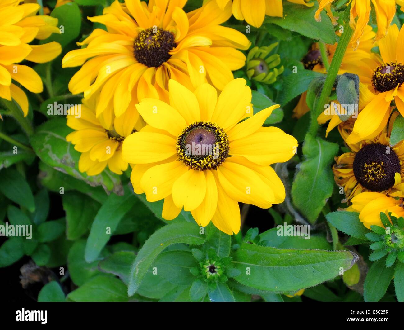 Background of flowers Stock Photo - Alamy