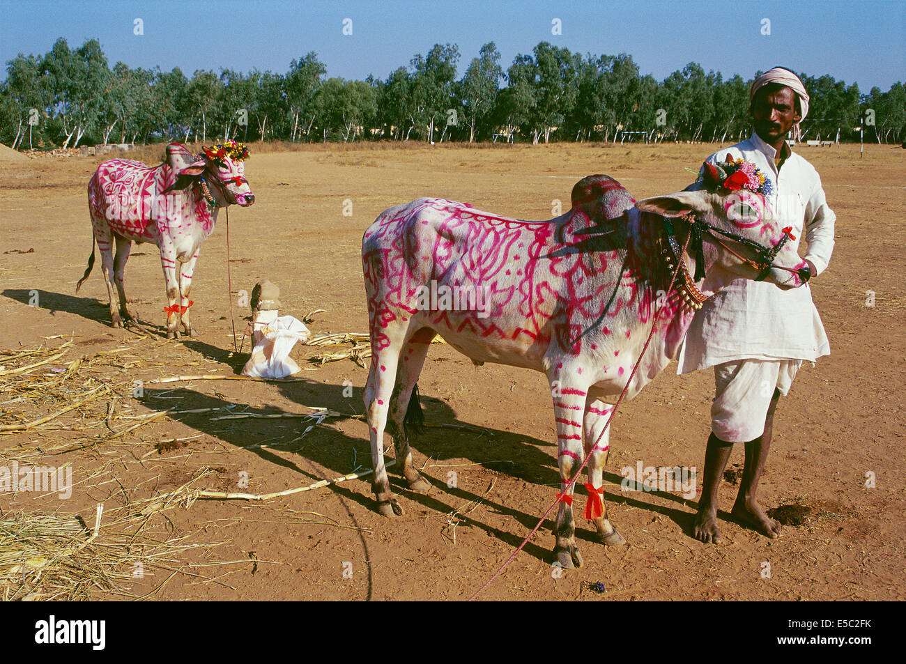 Man with two bulls. They have been painted to celebrate Diwali, a hindu festival ( India) Stock Photo