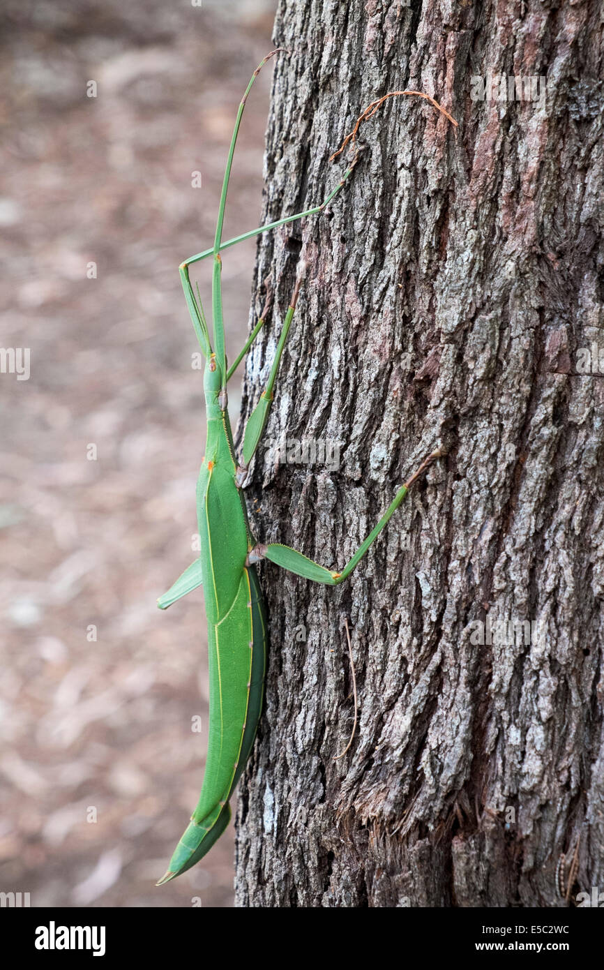 Goliath Stick Insect, Moreton Island Stock Photo Alamy
