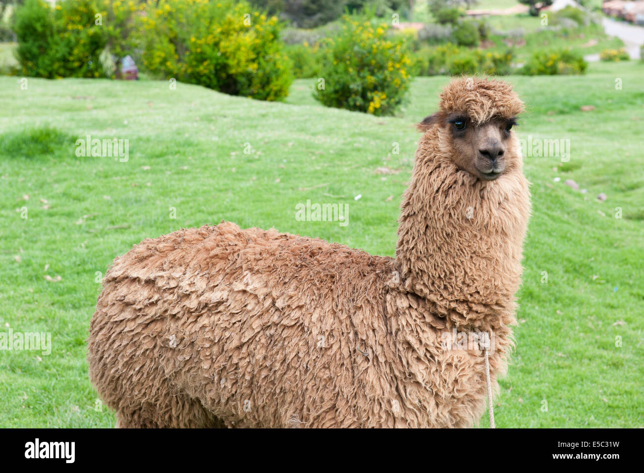 A view of an alpaca on a green field on a sunny day Stock Photo - Alamy