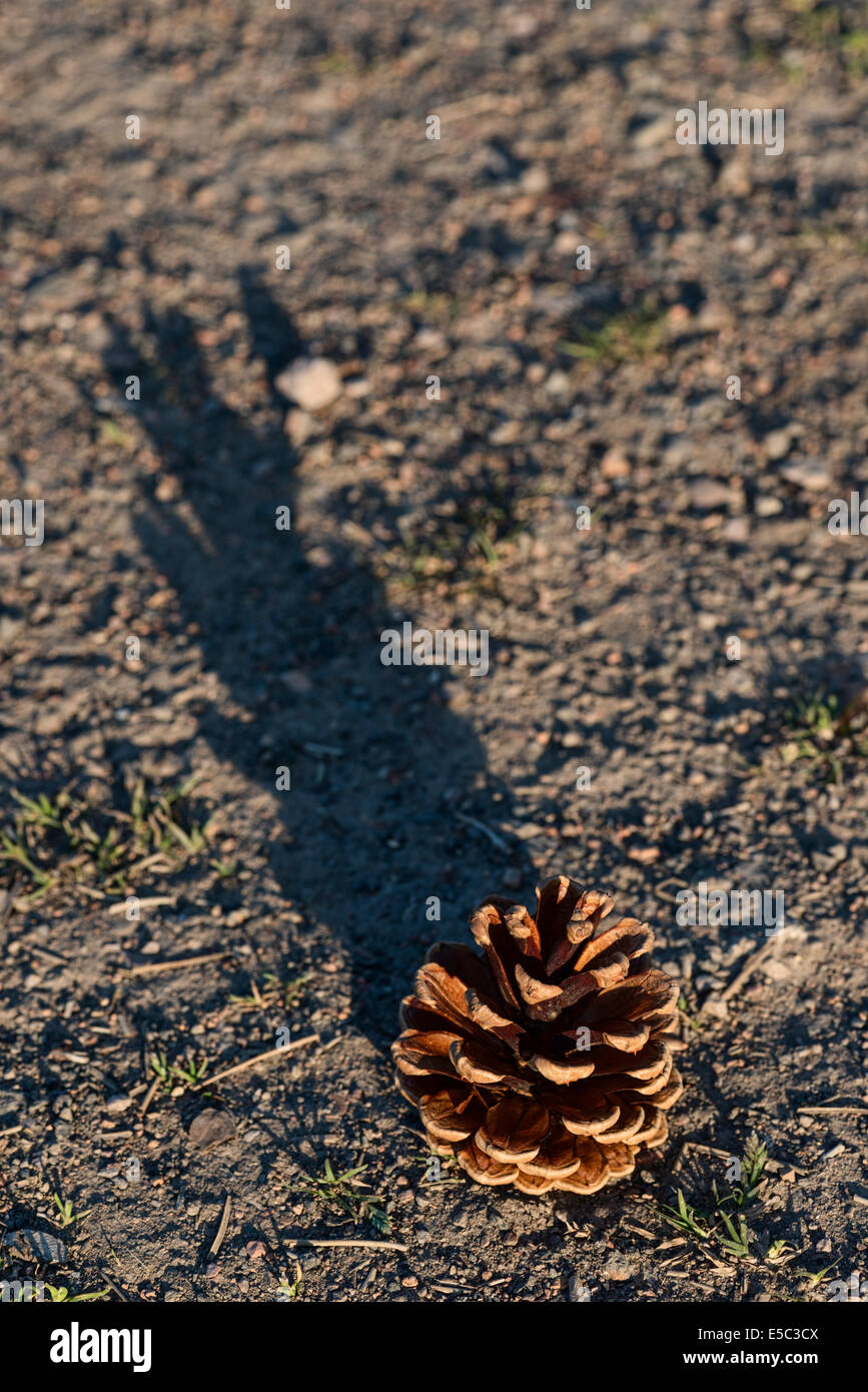 Pine cone and shadow Stock Photo