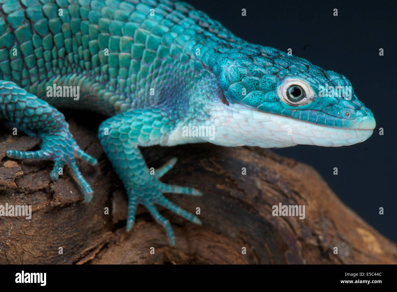 Blue alligator lizard / Abronia graminea Stock Photo