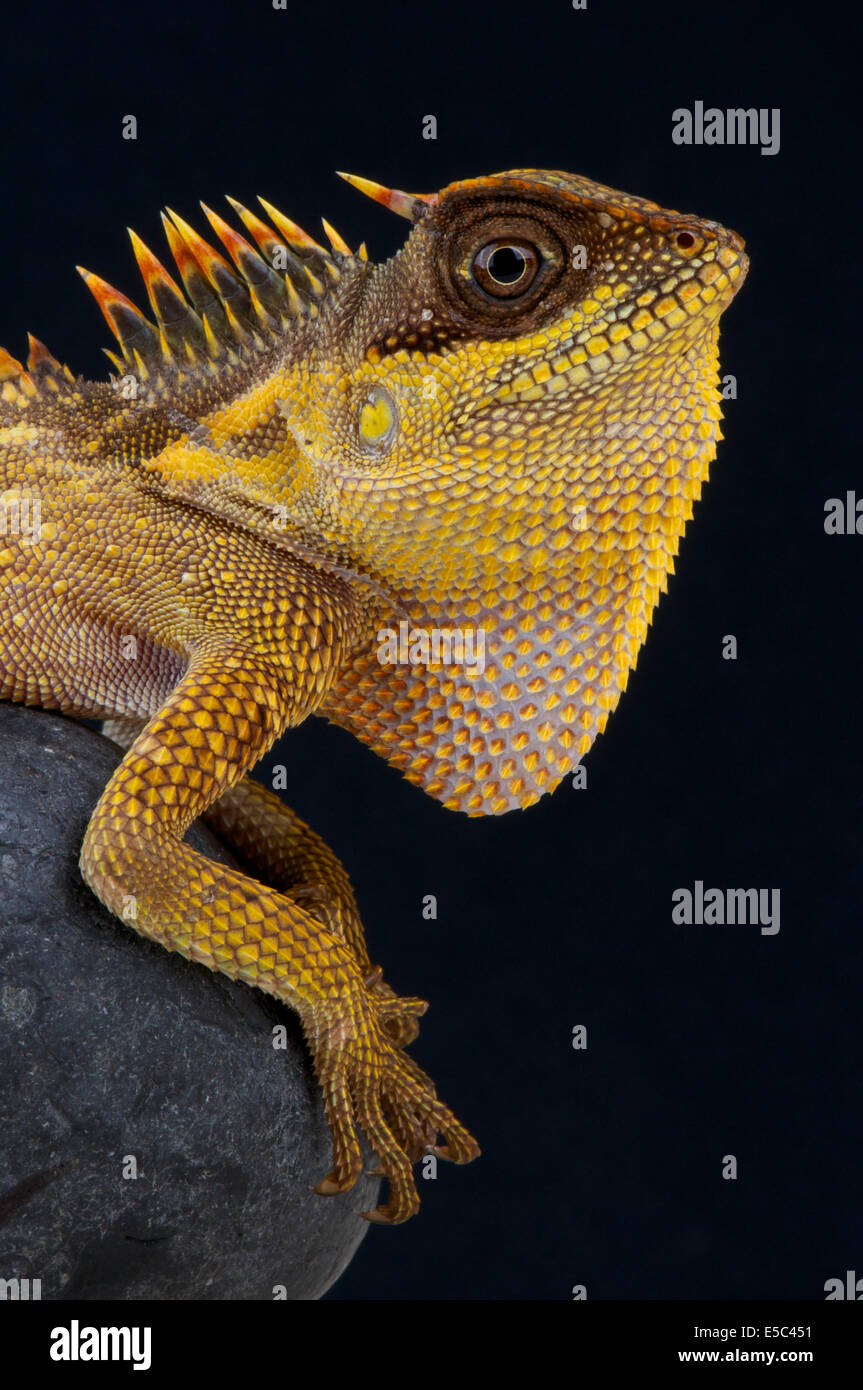 Horned forest dragon / Acanthosaura capra Stock Photo