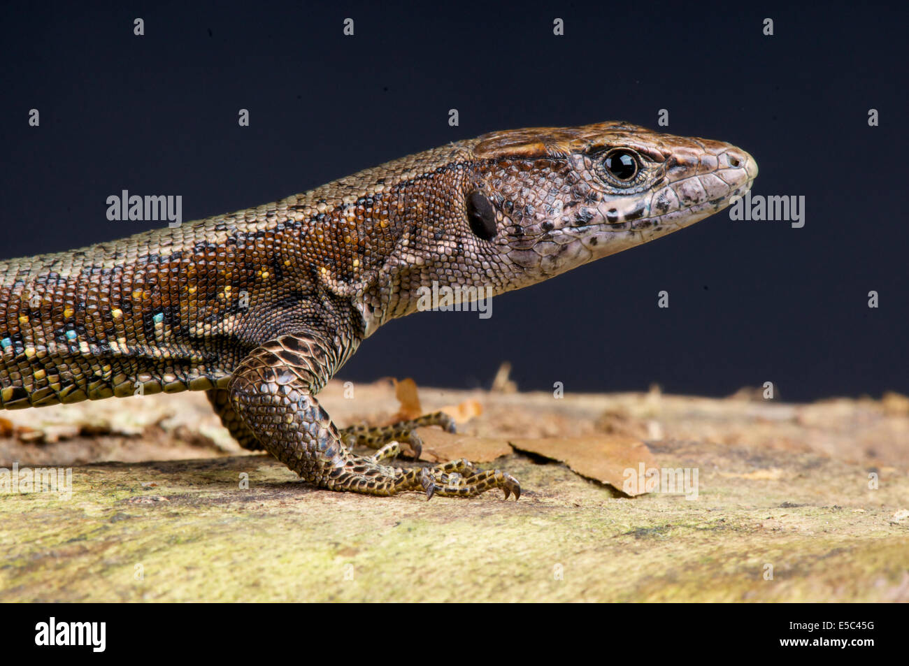 Jackson's forest lizard / Adolfus jacksoni Stock Photo - Alamy