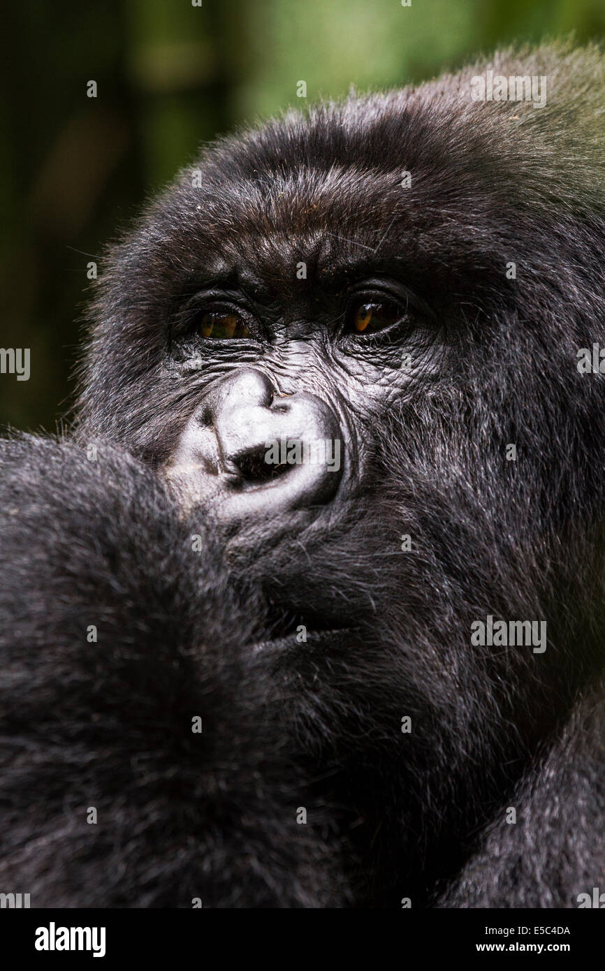 A portrait of a mountain gorilla (Gorilla beringei beringei) in the Virunga Mountains Rwanda. Stock Photo