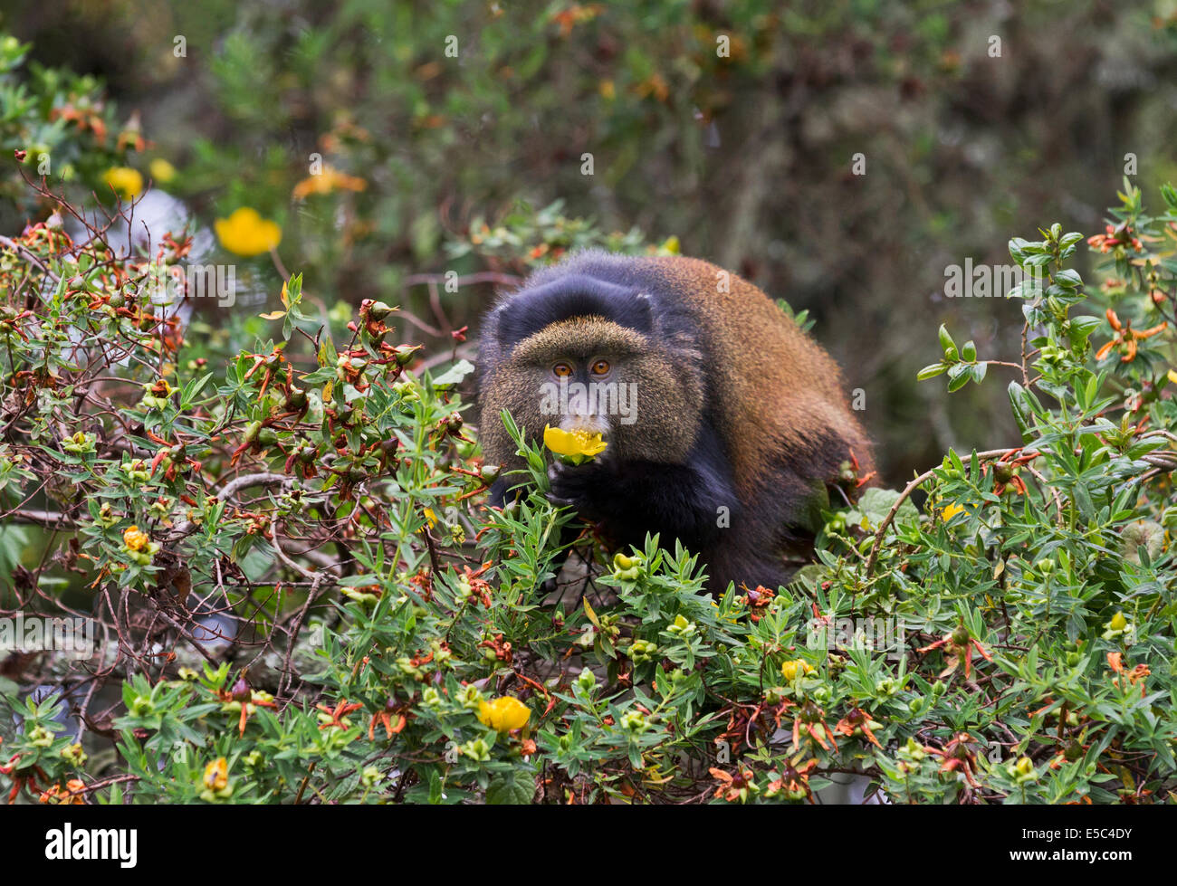 Golden Monkey (Cercopithecus kandti) eating a flower in Mgahinga National Park Uganda. Stock Photo