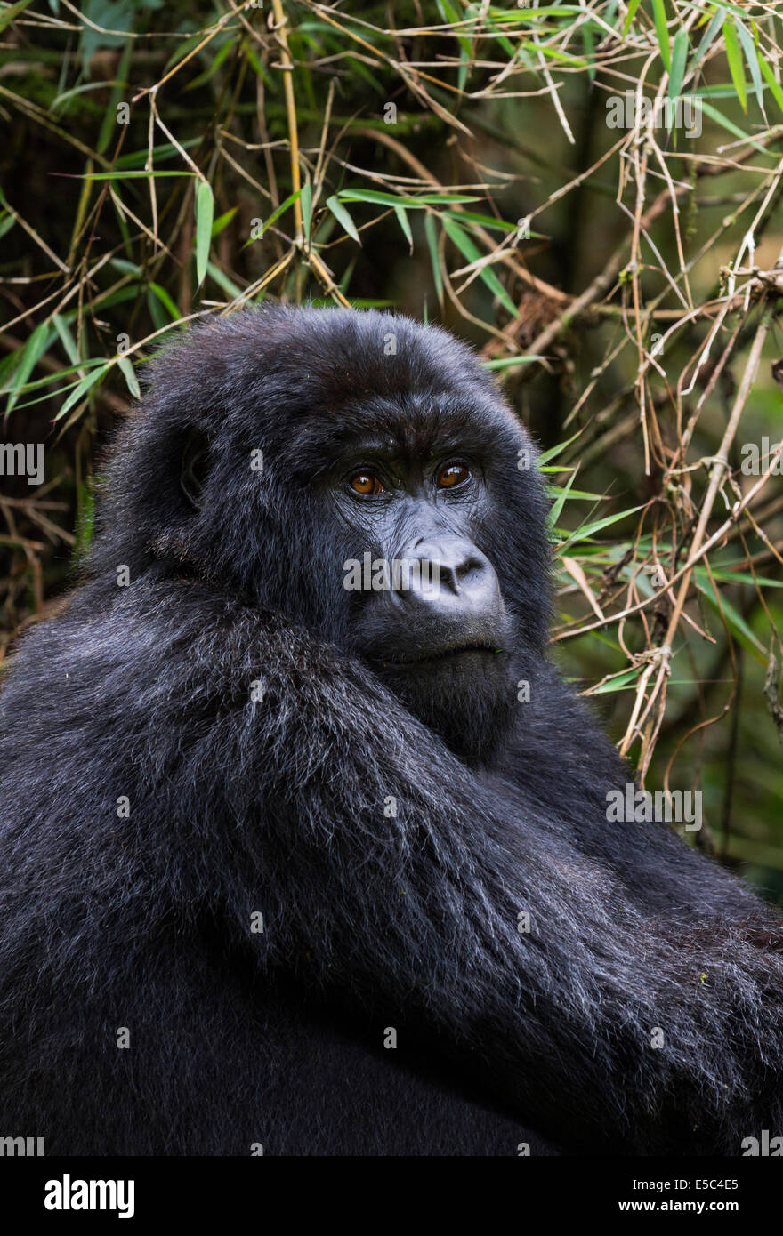 A portrait of a mountain gorilla (Gorilla beringei beringei) in the Virunga Mountains Rwanda. Stock Photo