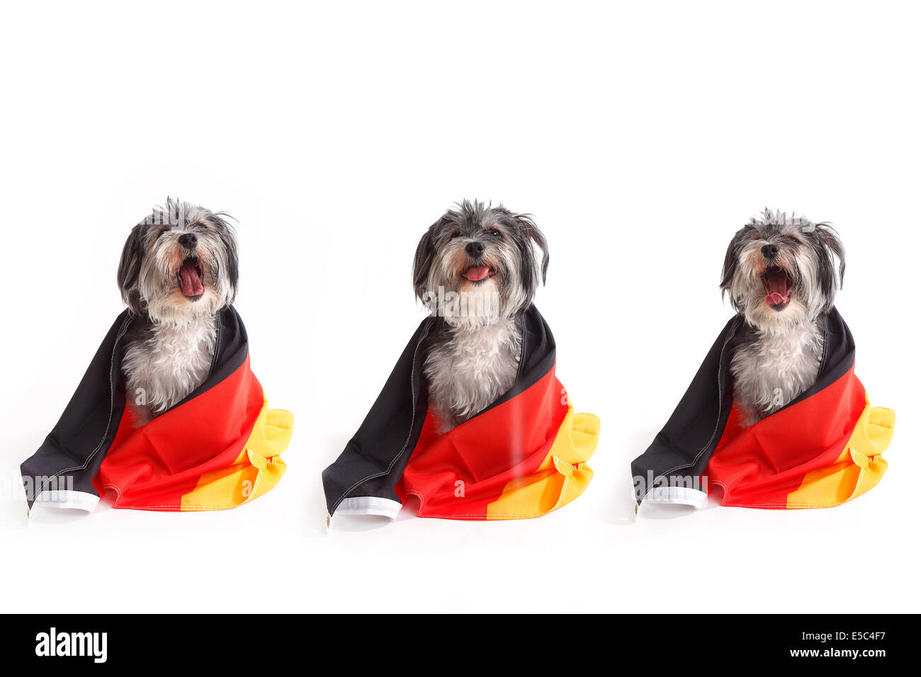 Dogs with German flag shout in front of a white background Stock Photo