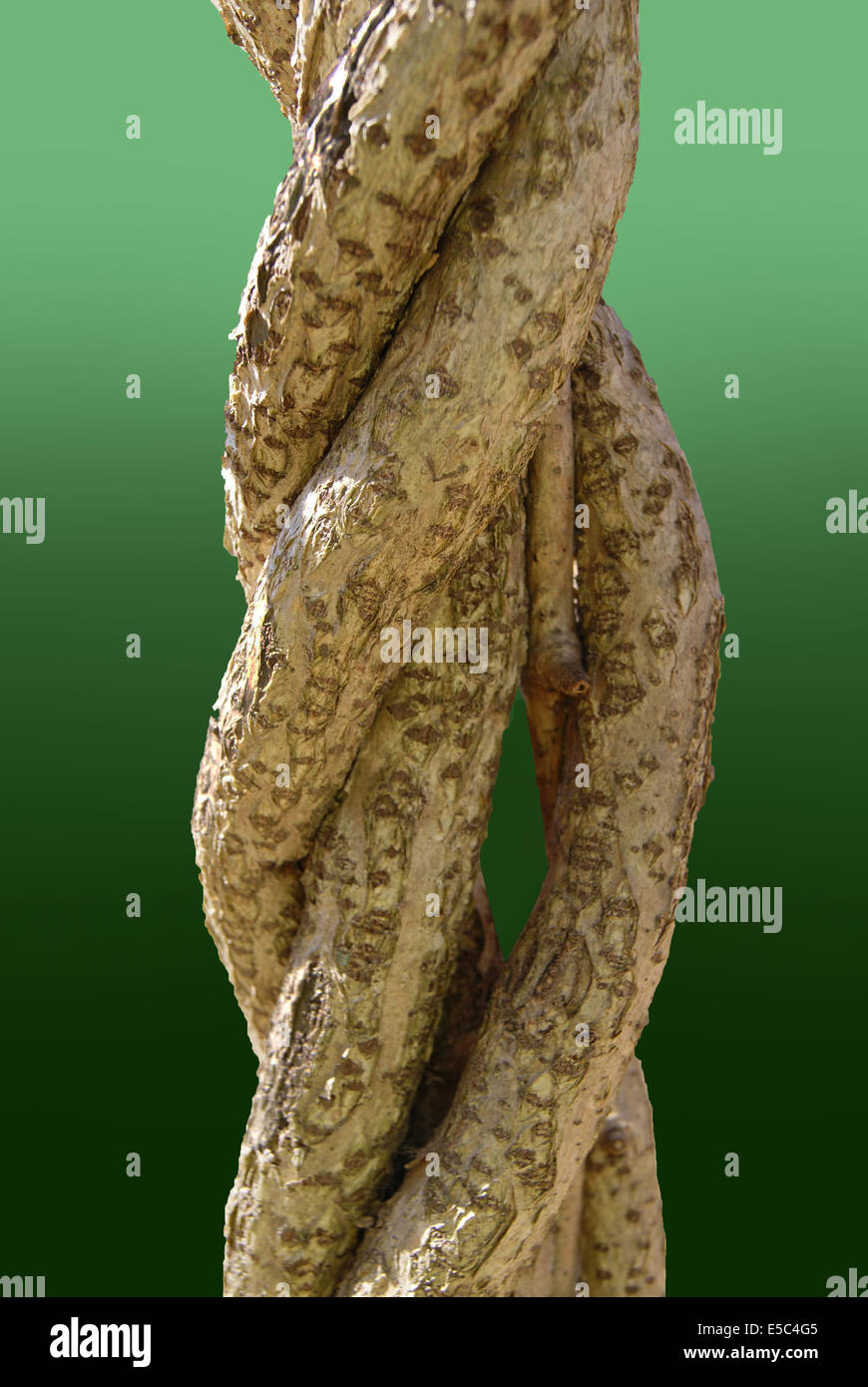 Braided Tree Trunks with Blurred Background Stock Photo Alamy