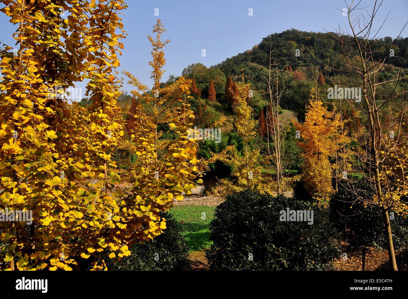 SICHUAN PROVINCE, CHINA:  Brilliant yellow-leaved Gingko trees put on an Autumnal display Stock Photo