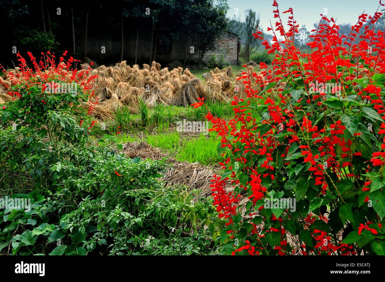 PENGZHOU, CHINA:  Red Salvia flowers frame a field of bundled rice stalk plants left to dry in the sunshine Stock Photo