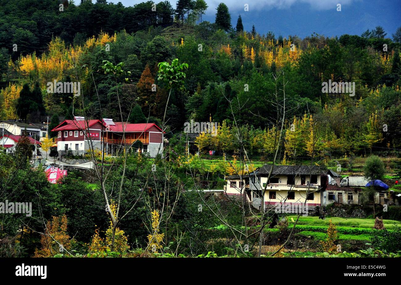 SICHUAN PROVINCE, CHINA:   Farmhouses on a verdant hillside and yellow-leaved Gingko trees displaying their Fall colours Stock Photo
