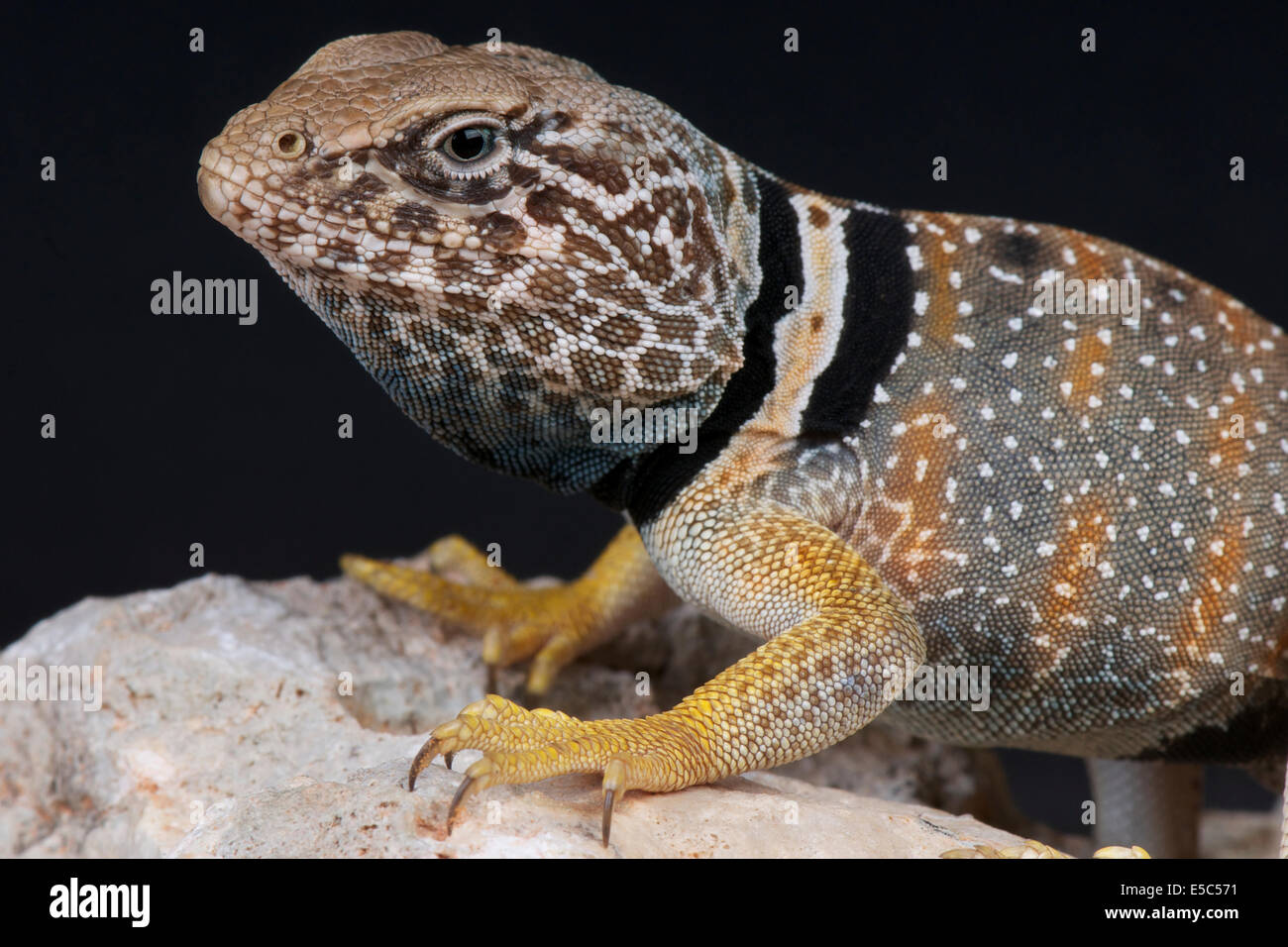 Desert collared lizard / Crotaphytus bicinctores Stock Photo Alamy