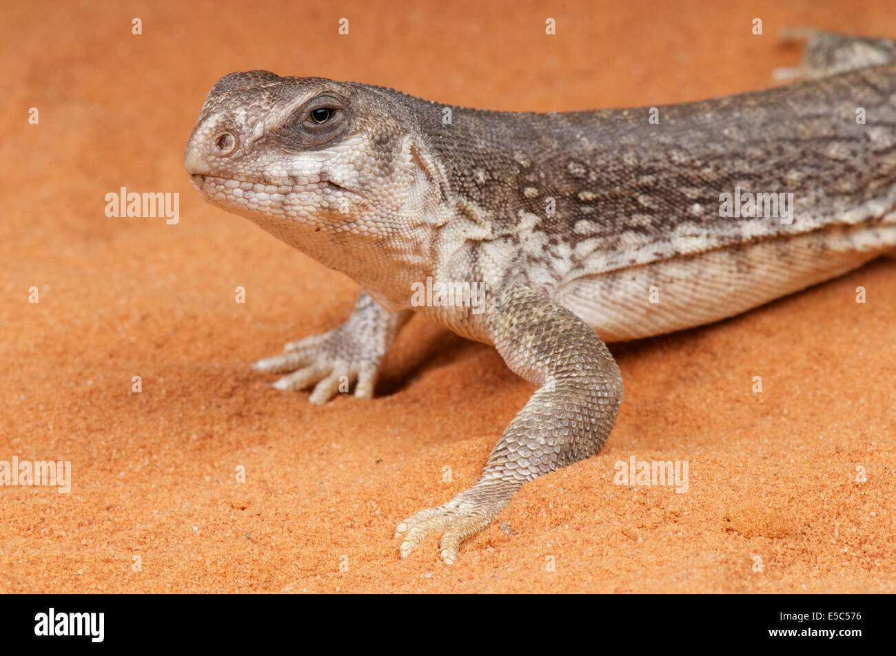 Dipsosaurus hires stock photography and images Alamy