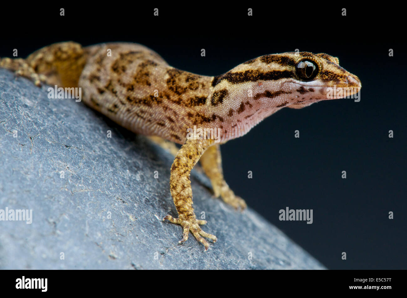 Aruba day gecko / Gonatodes antillensis Stock Photo