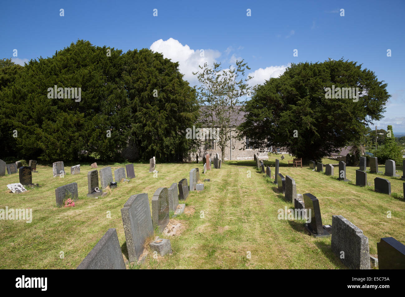 Yews at Llannefydd church, north Wales. Founded in the 5th century. Catrin of Breain is reputedly buried under one trees Stock Photo