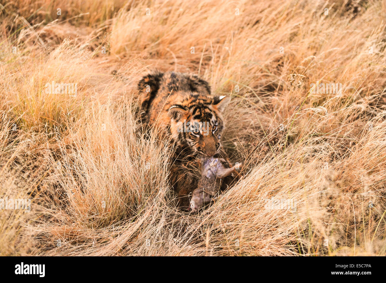 Tiger habitat loss india hires stock photography and images Alamy