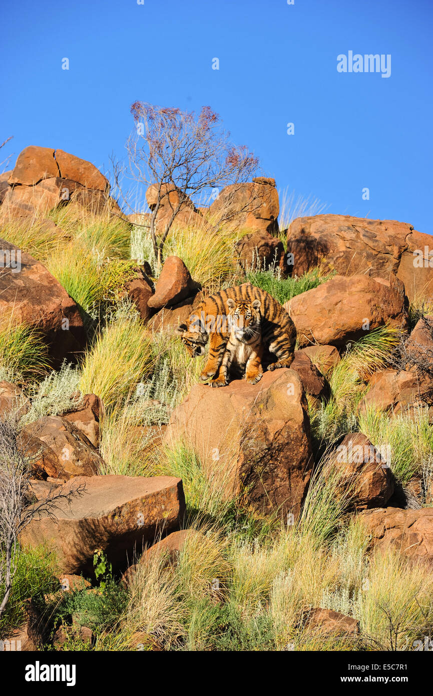Tiger habitat loss india hi-res stock photography and images - Alamy