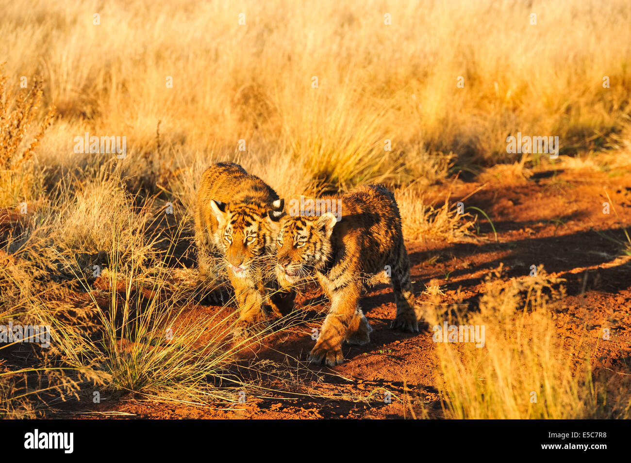 Tiger habitat loss india hi-res stock photography and images - Alamy