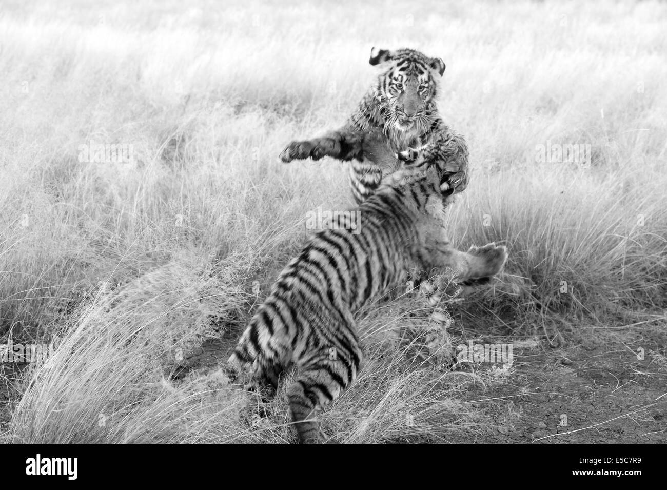 Habitat loss bengal Black and White Stock Photos & Images - Alamy