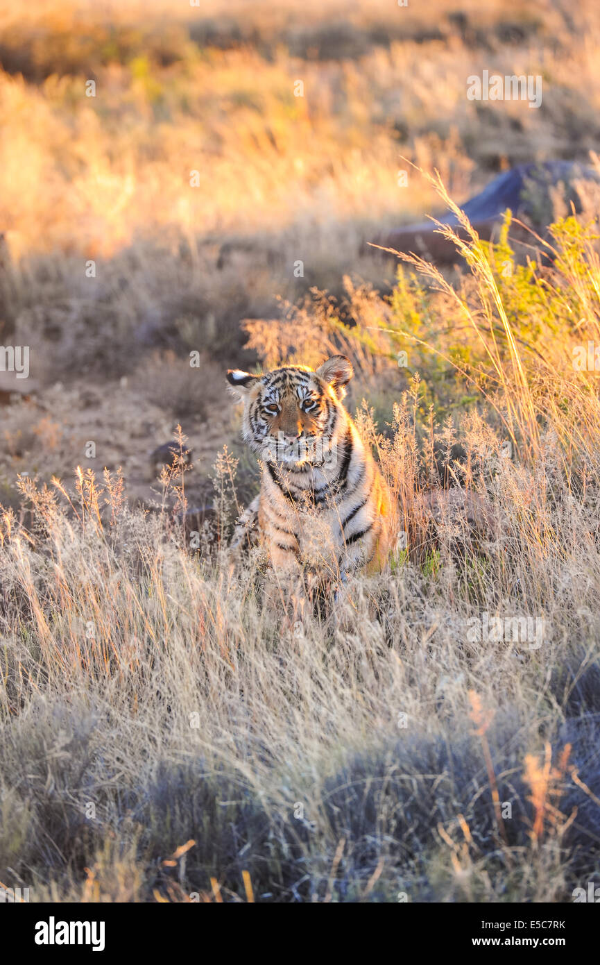 Tiger habitat loss bengal hi-res stock photography and images - Alamy