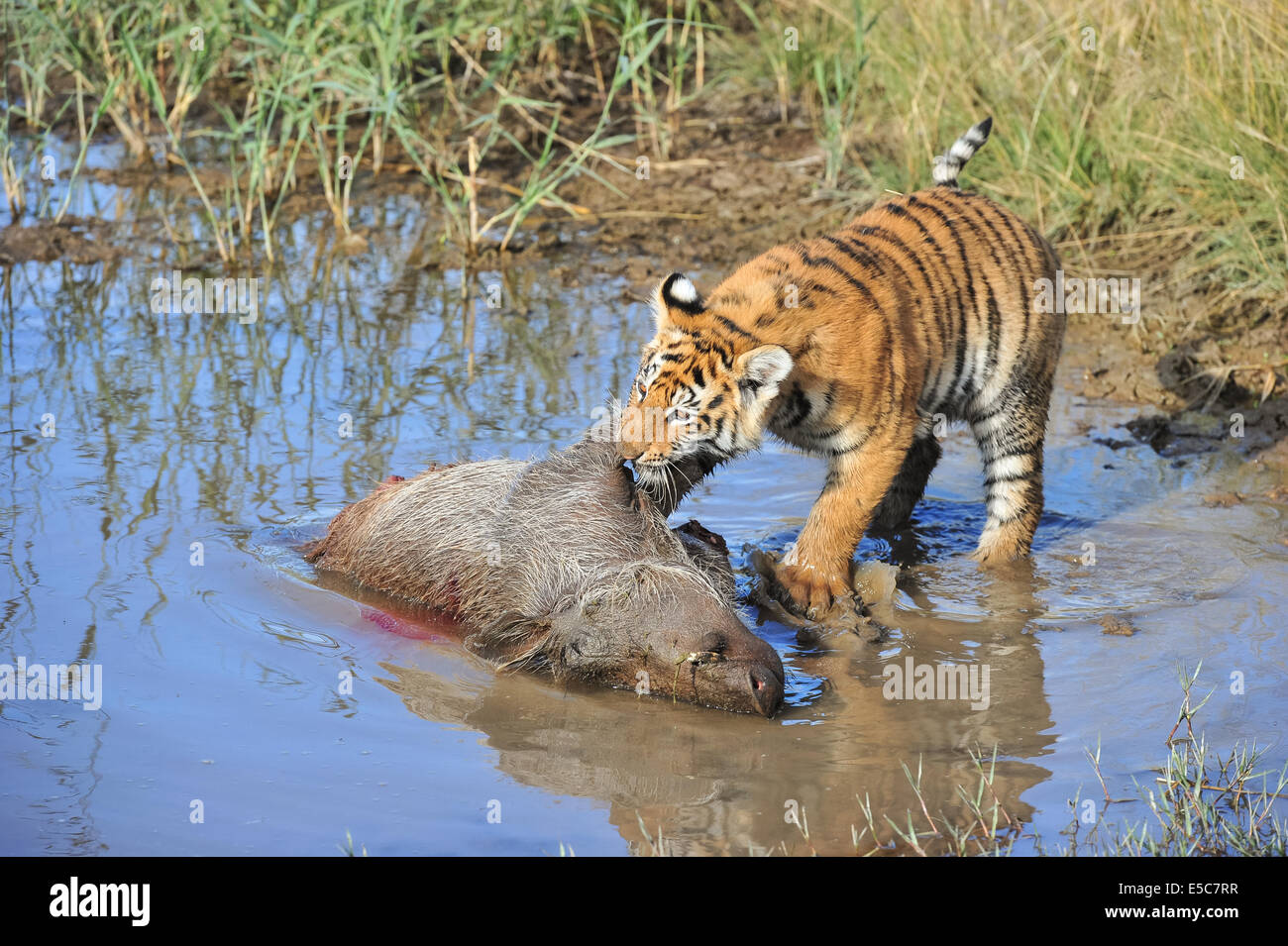 Tiger habitat loss bengal hires stock photography and images Alamy