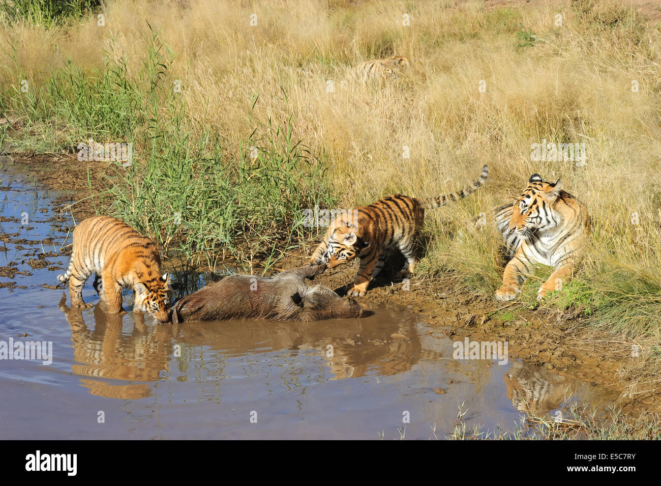 Tiger habitat loss bengal hi-res stock photography and images - Alamy