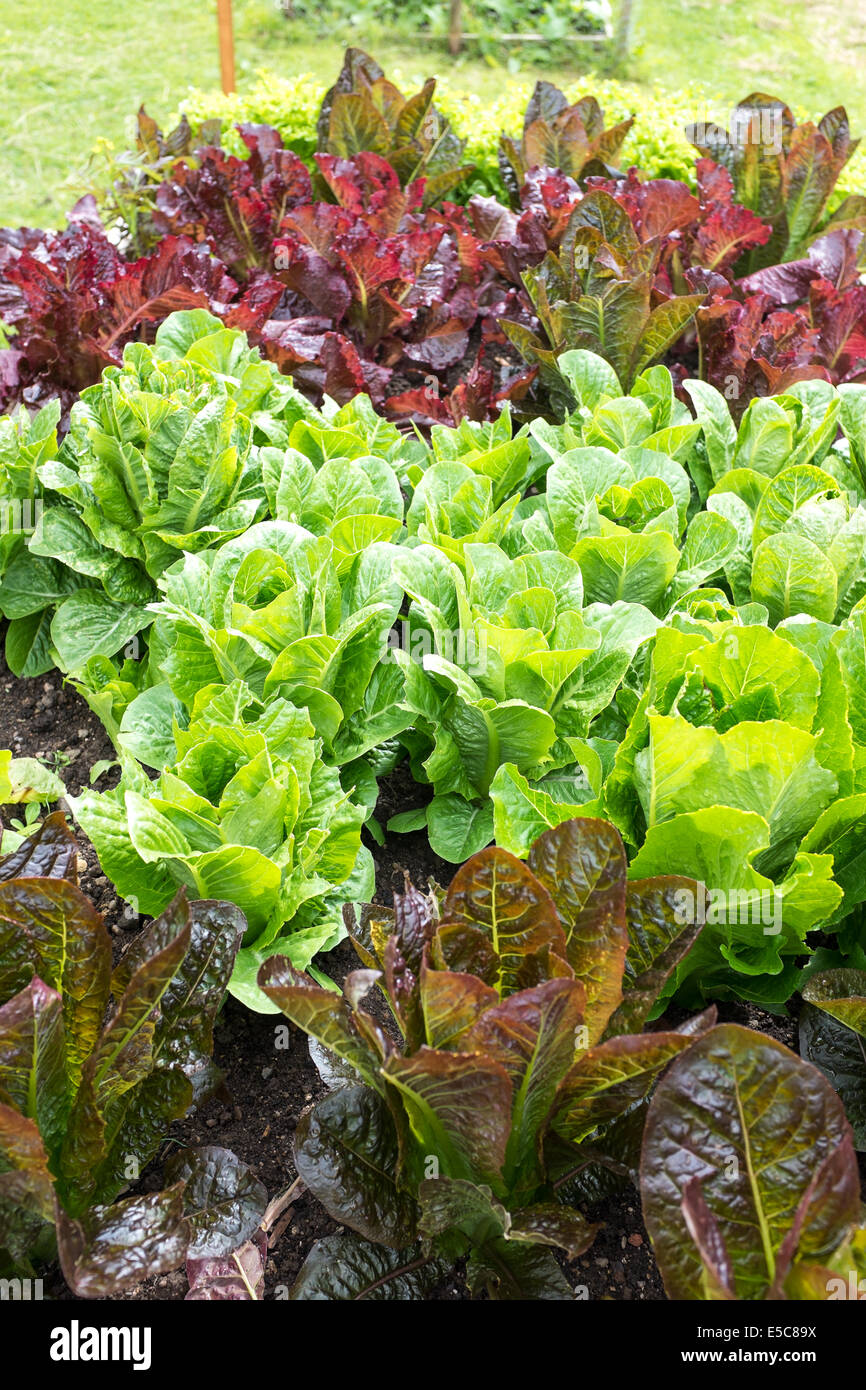 Lettuce growing in kitchen garden Stock Photo Alamy