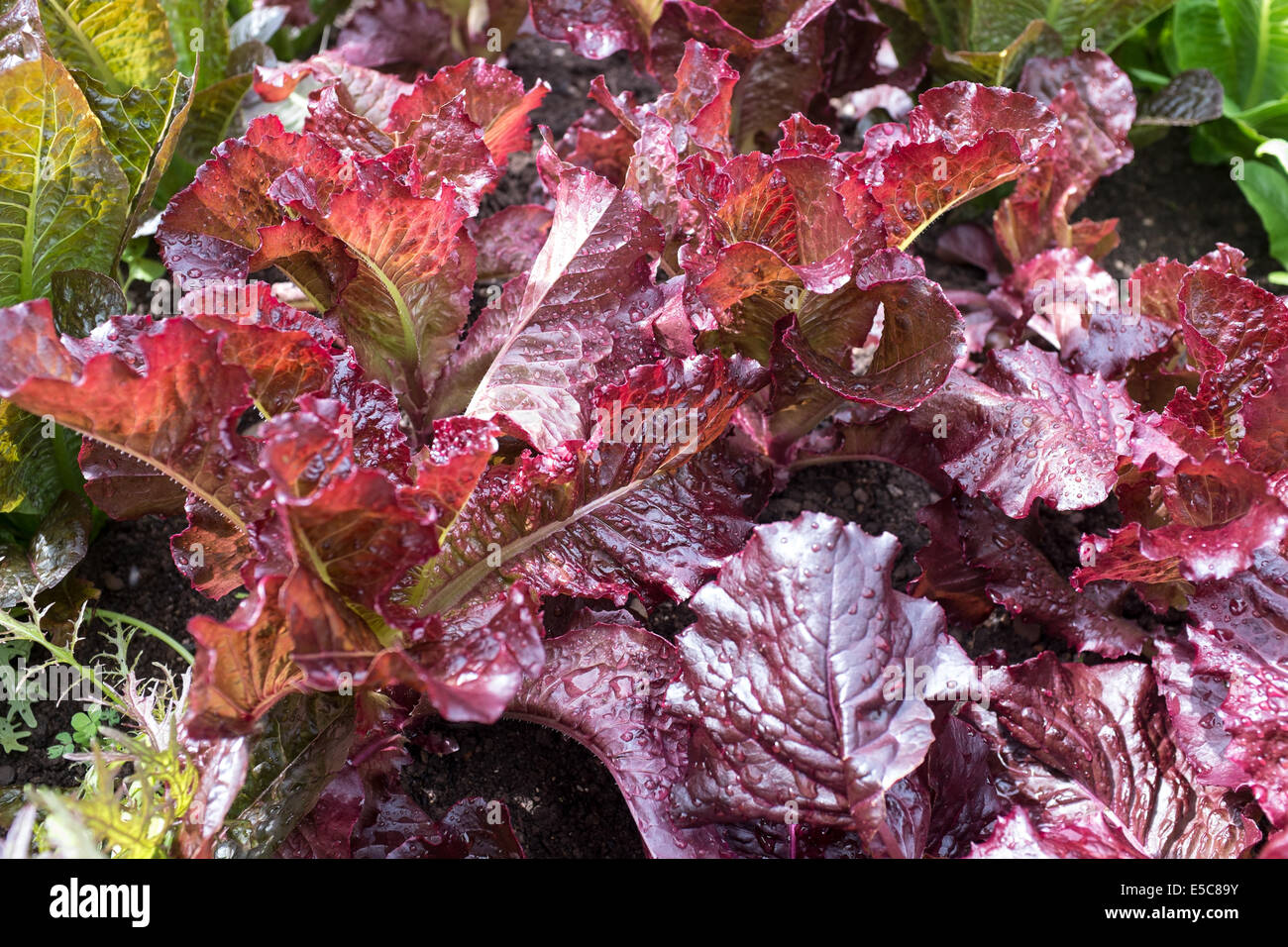 Lettuce growing in kitchen garden Stock Photo Alamy