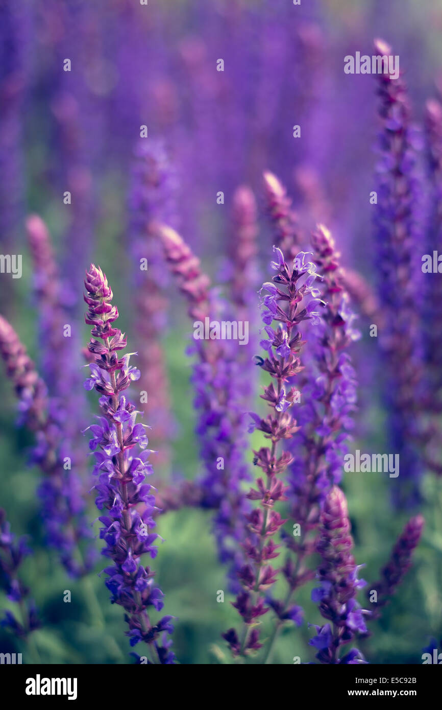 Blue Slavia Superba Flowers Stock Photo