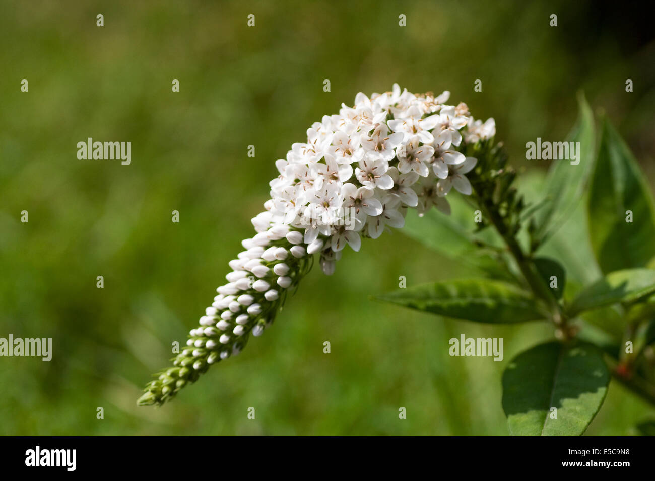 White flower of a gooseneck loosestrife (lysimachia clethroides) Stock Photo