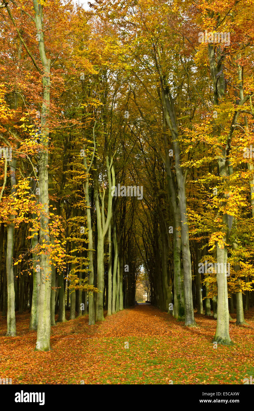 Path through the trees in a forest in autumn colors with fallen leaves on the ground. Stock Photo