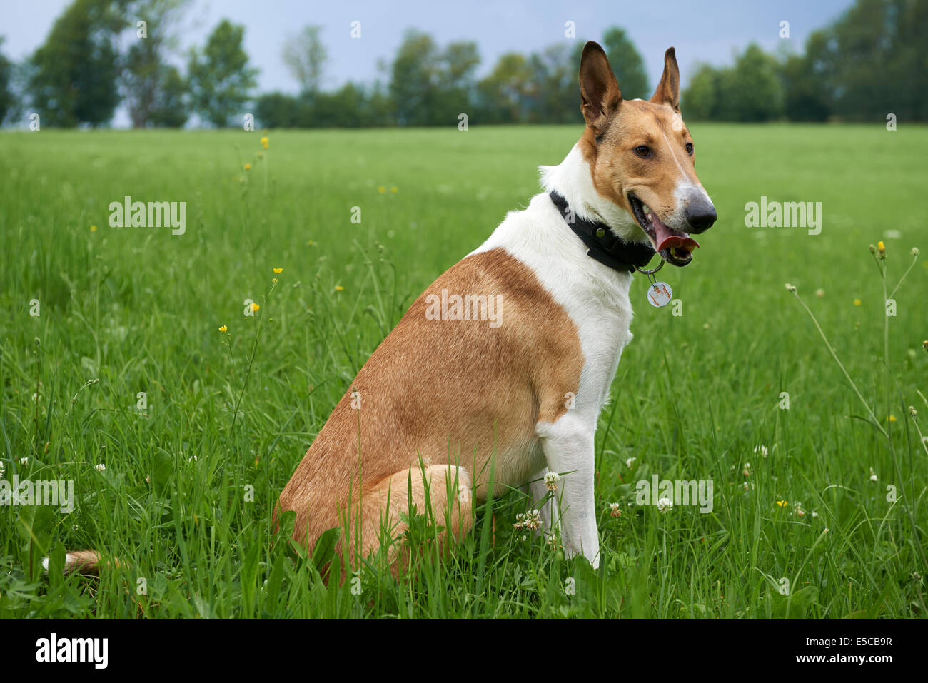 Smooth Collie in the park posing green grass, outdoor Stock Photo