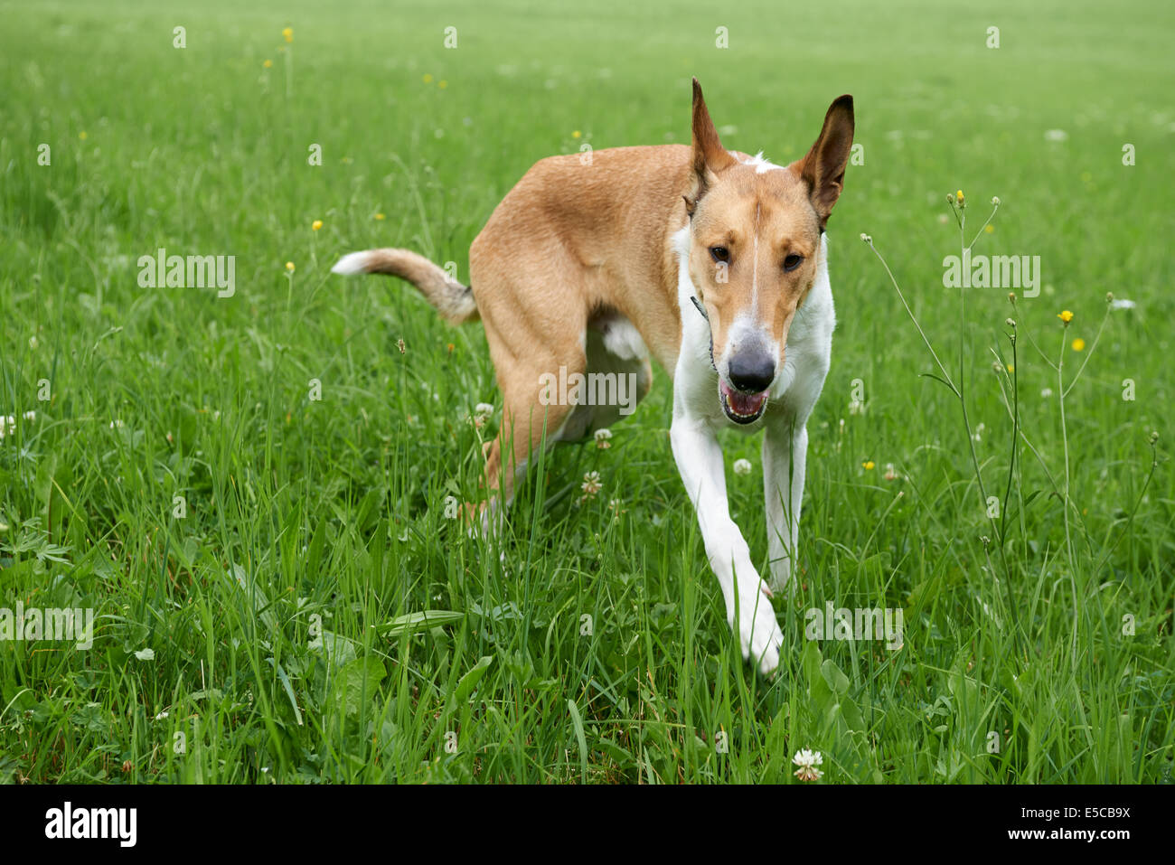 Smooth Collie in the park pn green grass, outdoor Stock Photo