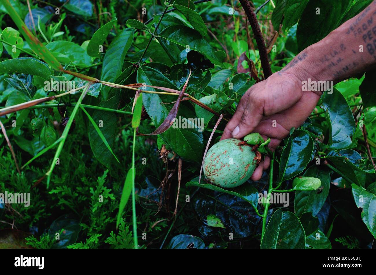 Collecting Granadilla fruit in Industria - PANGUANA . Department of ...