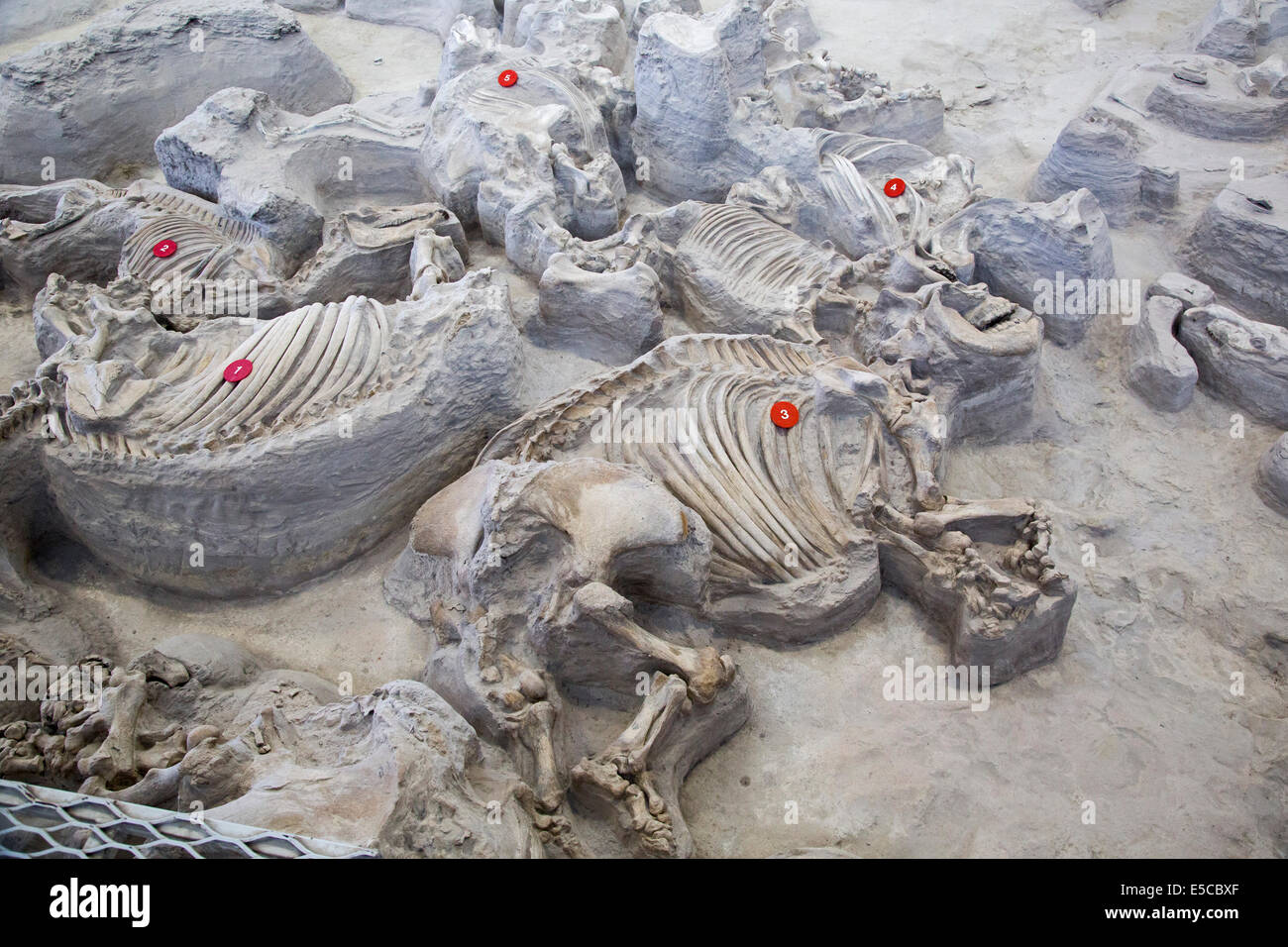 Ashfall Fossil Beds Stock Photo - Alamy