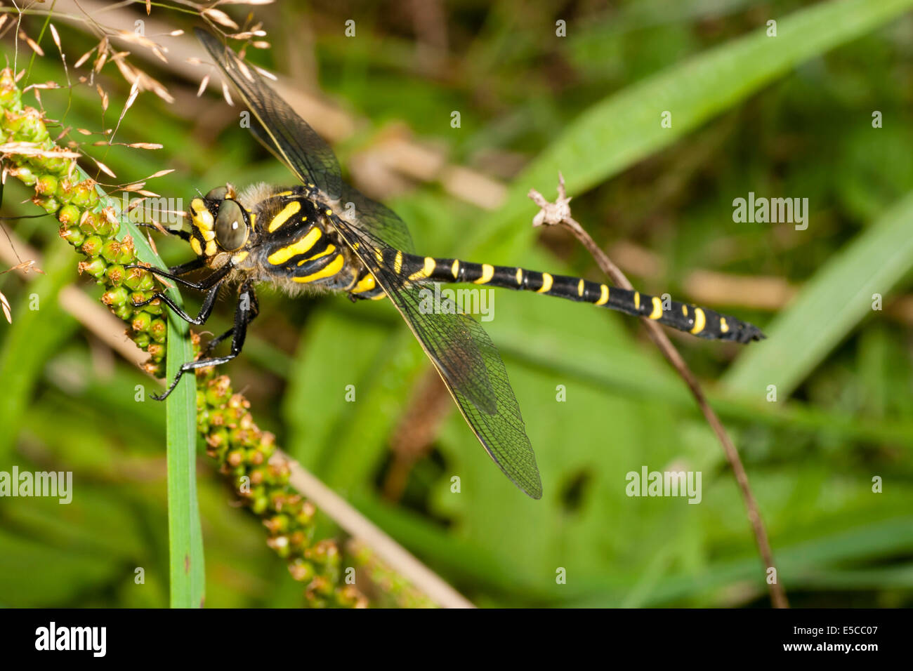 Golden ringed dragonfly, Cordulegaster boltonii Stock Photo