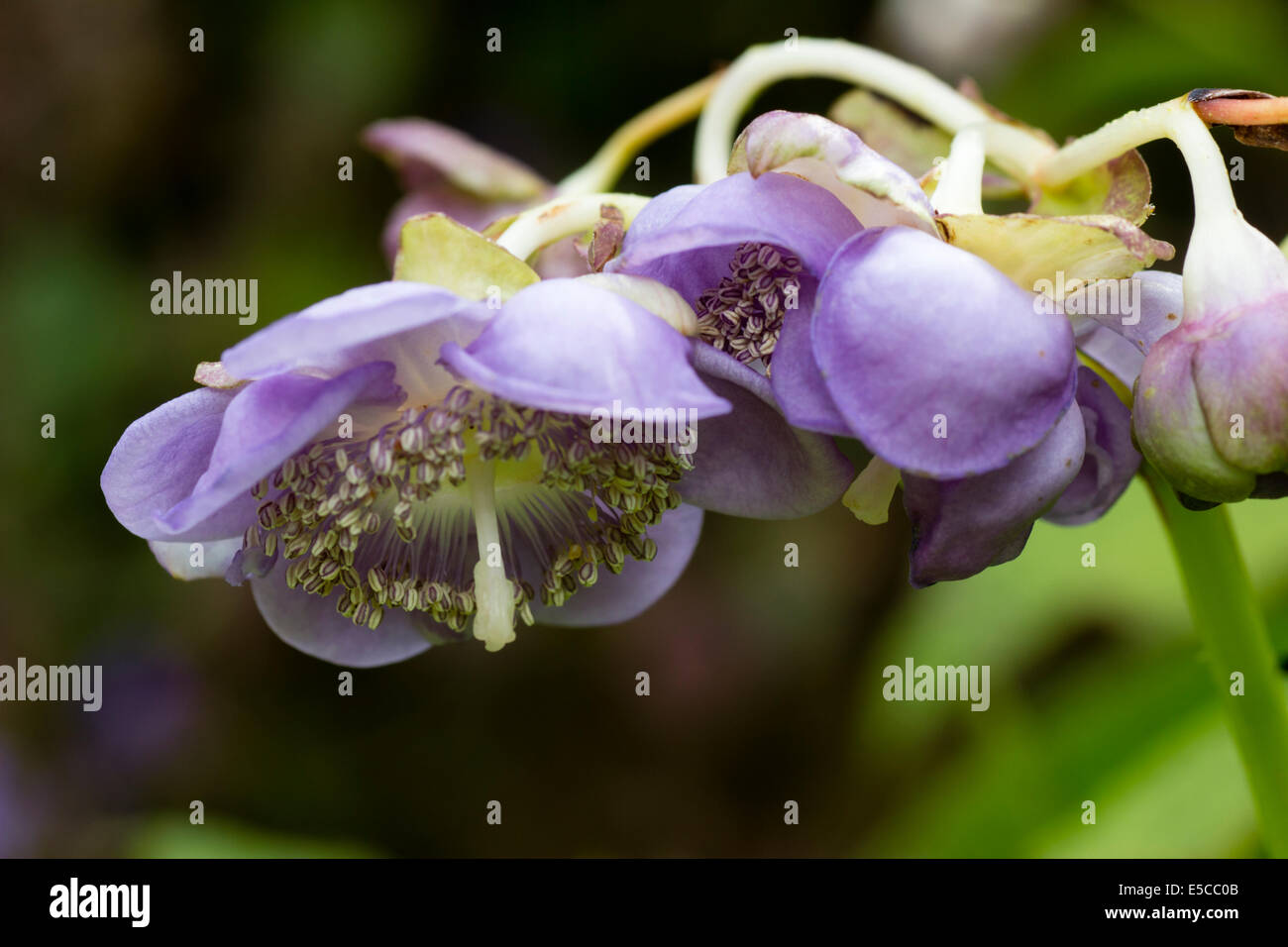 Unusual flowers of the woodland plant, Deinanthe bifida x caerulea Stock Photo