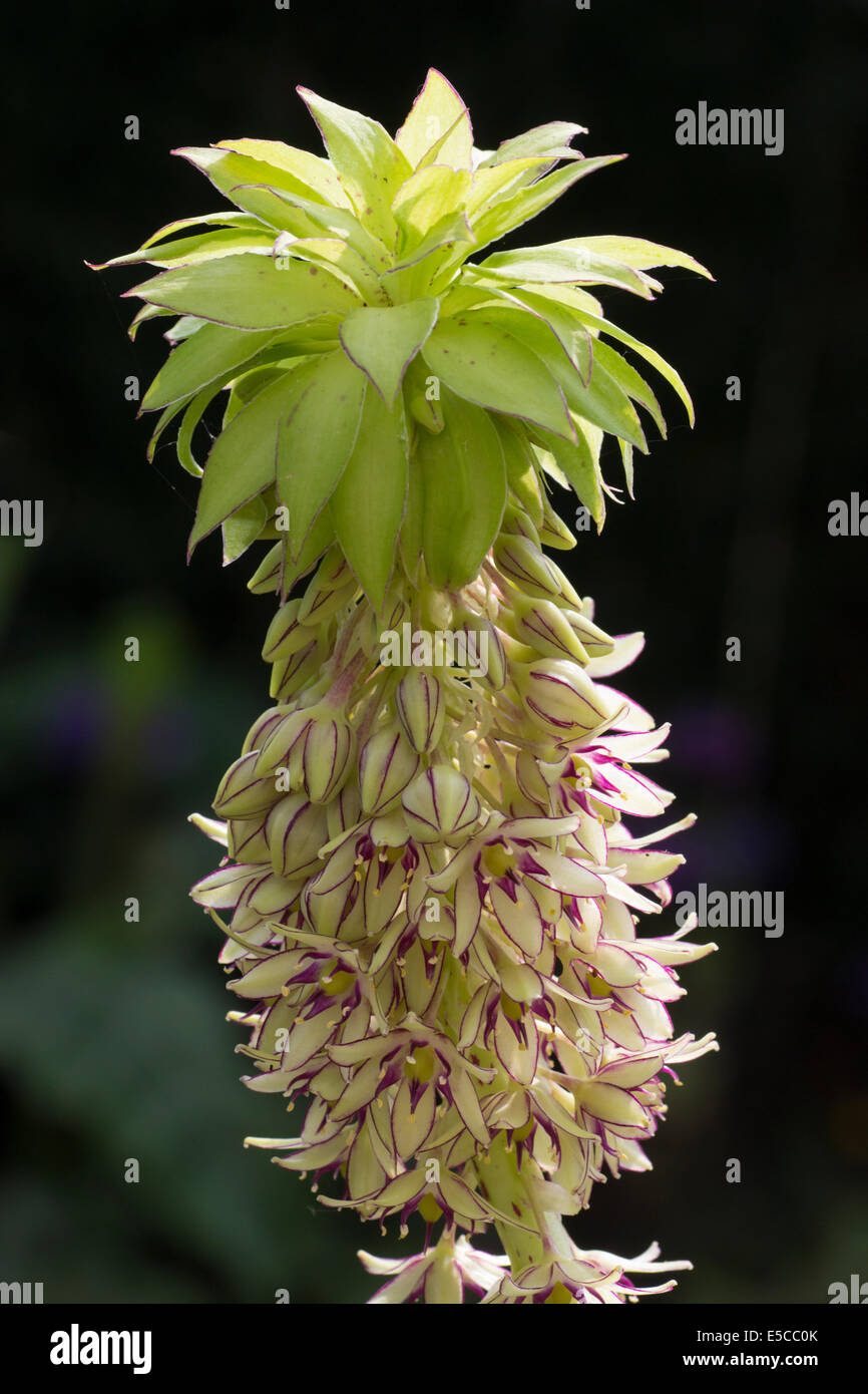 Backlit raceme and terminal tuft of bracts of the pineapple lily, Eucomis bicolor Stock Photo