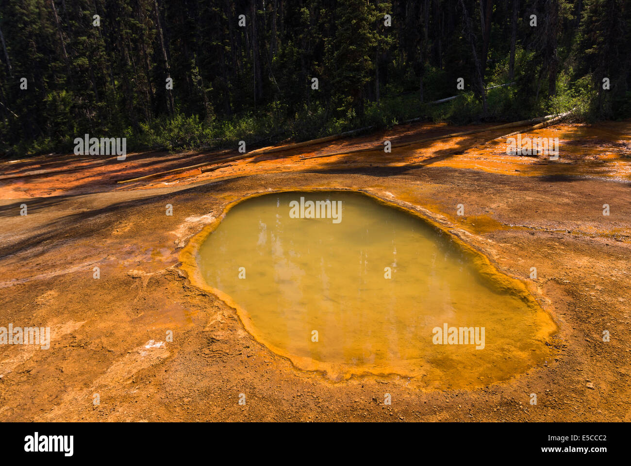 Elk2032015 Canada, British Columbia, Kootenay National Park, Paint