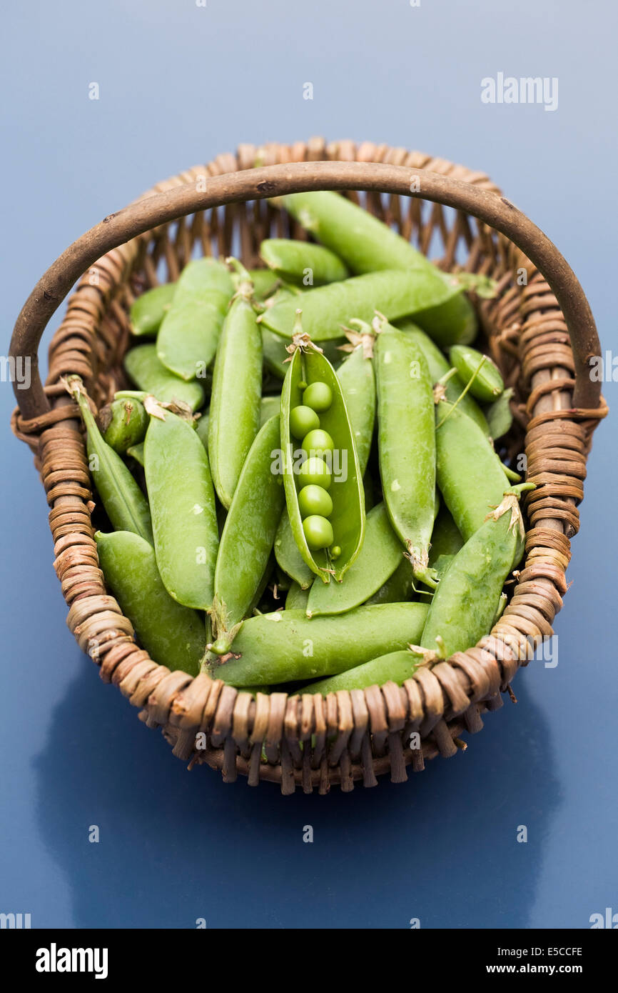 Pisum sativum. Freshly picked peas in a basket. Stock Photo