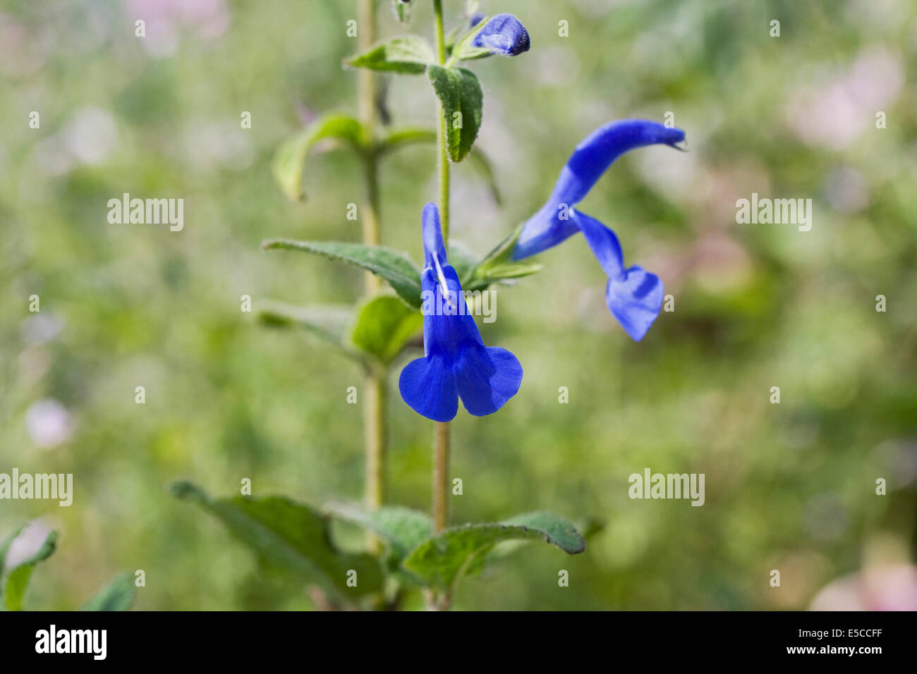 Salvia patens flower. Gentian sage. Stock Photo