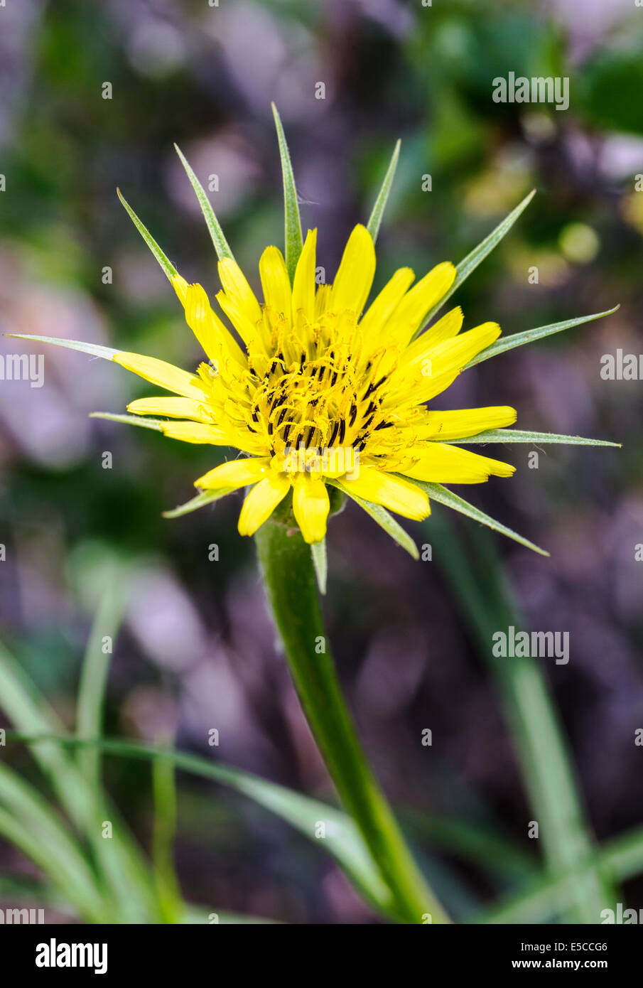 Tragopogon dubius; Yellow Salsify; Asteraceae; Sunflower; wildflowers in bloom, Central Colorado, USA Stock Photo