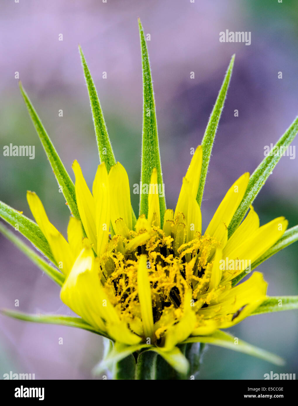 Tragopogon dubius; Yellow Salsify; Asteraceae; Sunflower; wildflowers in bloom, Central Colorado, USA Stock Photo