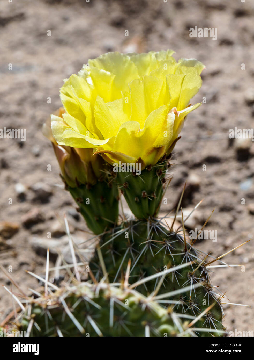Opuntia polyacantha; Pricklypear Cactus; Cactaceae; Cactus; wildflowers in bloom, Central Colorado, USA Stock Photo