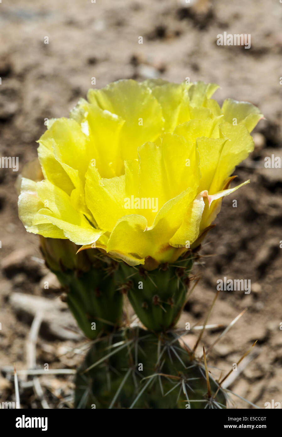 Opuntia polyacantha; Pricklypear Cactus; Cactaceae; Cactus; wildflowers in bloom, Central Colorado, USA Stock Photo