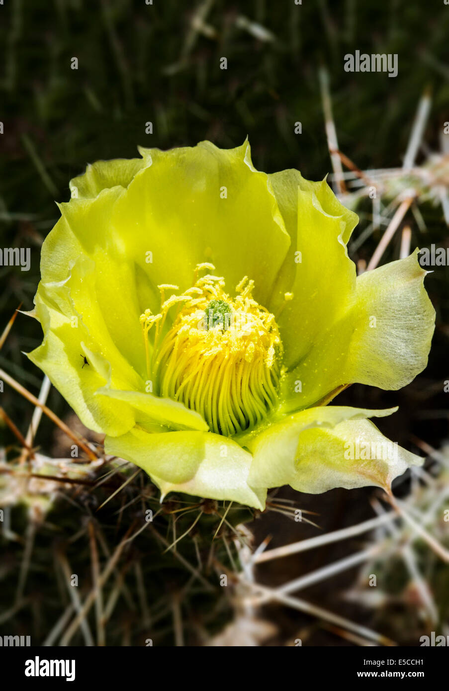 Opuntia polyacantha; Pricklypear Cactus; Cactaceae; Cactus; wildflowers in bloom, Central Colorado, USA Stock Photo