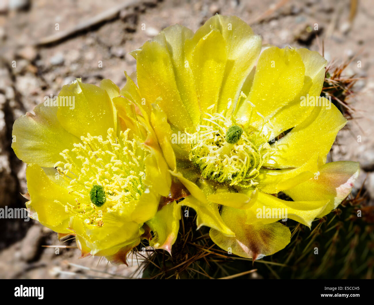 Opuntia polyacantha; Pricklypear Cactus; Cactaceae; Cactus; wildflowers in bloom, Central Colorado, USA Stock Photo